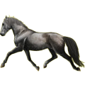 Reitpferd Araber Rappe