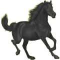 Reitpferd Argentinischer Criollo Rappe