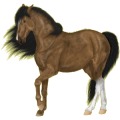 Reitpferd Mustang Cremello