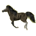 Reitpferd Isländer Brauner