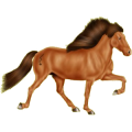 Reitpferd Isländer Brauner