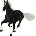 Reitpferd Trakehner Rappe