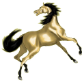 Reitpferd Curly Horse Dunkelfuchs