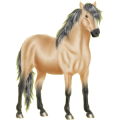Reitpferd Araber Strawberry Roan