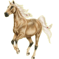 Reitpferd Araber Forellenschimmel
