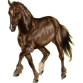 Pony Deutsches Reitpony Dunkelfuchs