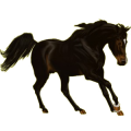 Reitpferd Lusitano Brauner