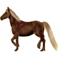 Pony Haflinger Dunkelfuchs mit heller Mähne