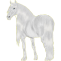 Reitpferd Andalusier Hellgrau
