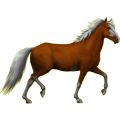 Pony Shetlandpony Dunkelbrauner