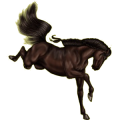 Reitpferd Andalusier Dunkelbrauner