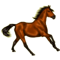 Reitpferd Shagya-Araber Brauner