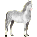Pony Deutsches Reitpony Fuchs