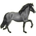 Pony Shetlandpony Roan