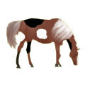 Reitpferd Brauner mit Overo-Scheckung