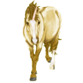 Einhorn-Reitpferd Nokota Dunkelbrauner mit Overo-Scheckung