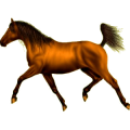 Reitpferd Mustang Mausgrau