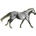 Pony Deutsches Reitpony Apfelschimmel