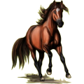 Reitpferd Marwari Rotbrauner