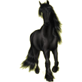 Reitpferd Friese Rappe