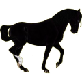 Reitpferd Andalusier Rappe
