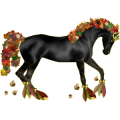 Reitpferd Shagya-Araber Rappe