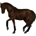 Reitpferd Dunkelbrauner
