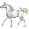 Reitpferd Araber Forellenschimmel