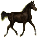 Reitpferd Don-Pferd Dunkelfuchs