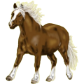 Pony Shetlandpony Roan