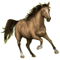Reitpferd Niederländisches Warmblut Dunkelbrauner
