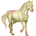 Reitpferd Araber Hellgrau