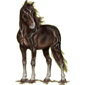 Reitpferd Holsteiner Brauner