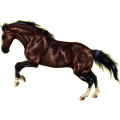 Reitpferd Andalusier Hellgrau