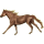 Reitpferd Holsteiner Rappe