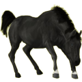 Pony Quarter Pony Rappe mit Tobiano-Scheckung