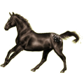 Reitpferd Oldenburger Dunkelfuchs