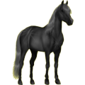 Reitpferd Friese Rappe