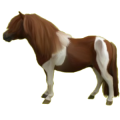 Pony Deutsches Reitpony Rotbrauner