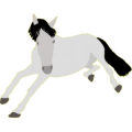 Reitpferd Morgan Apfelschimmel