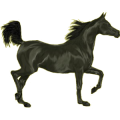 Reitpferd Morgan Rotbrauner