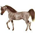 Reitpferd Araber Fuchs