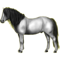 Pony Shetlandpony Fuchs