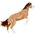 Reitpferd Tinker Brauner