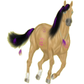 Reitpferd Mustang Falbe