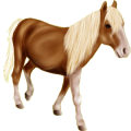 Pony Haflinger Fuchs mit heller Mähne