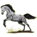 Reitpferd Friese Rappe
