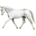 Reitpferd Irisches Sportpferd Hellgrau