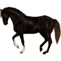 Reitpferd Hannoveraner Dunkelfuchs