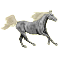 Reitpferd Hannoveraner Apfelschimmel